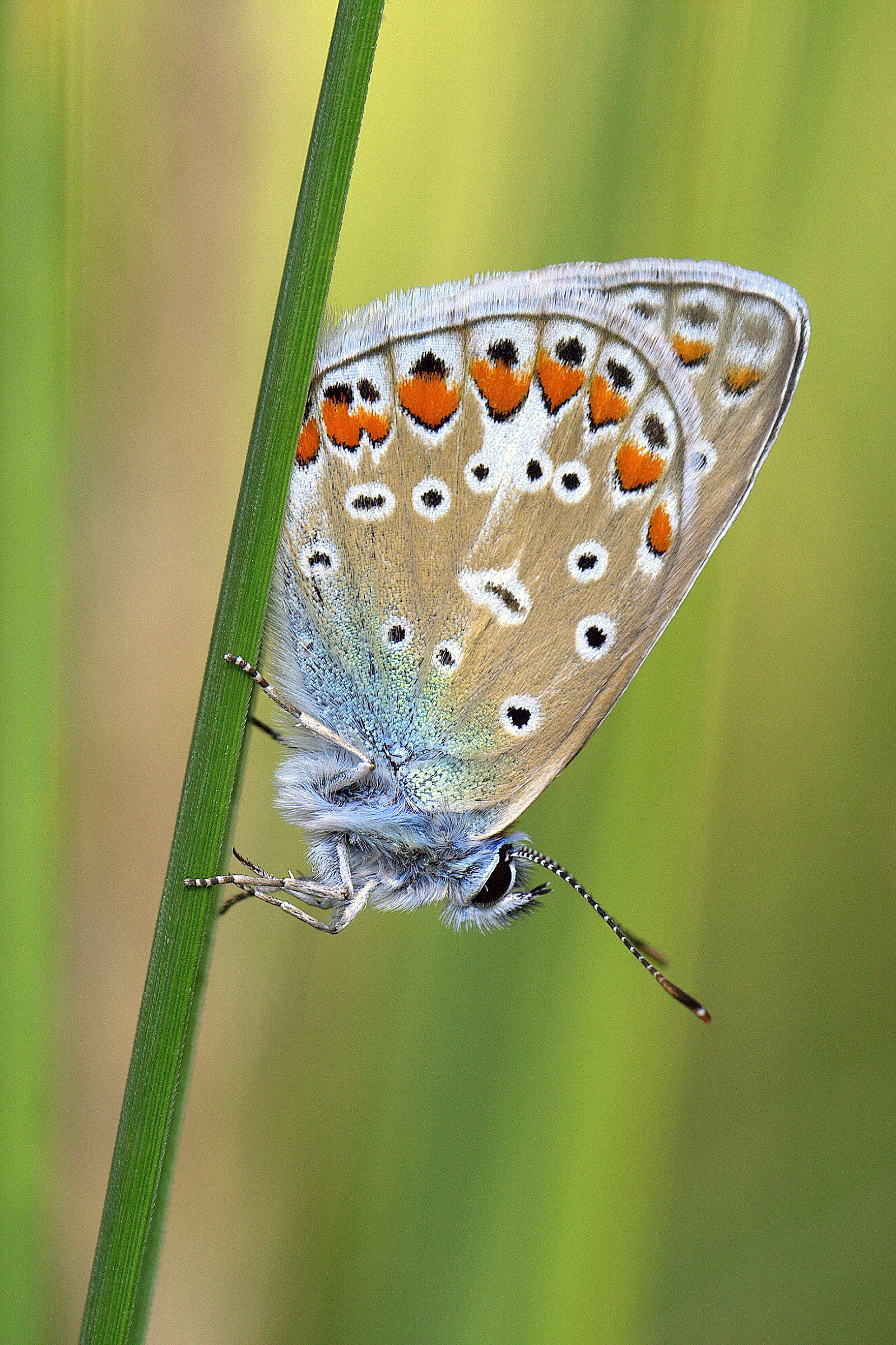 Polyommatus icarus