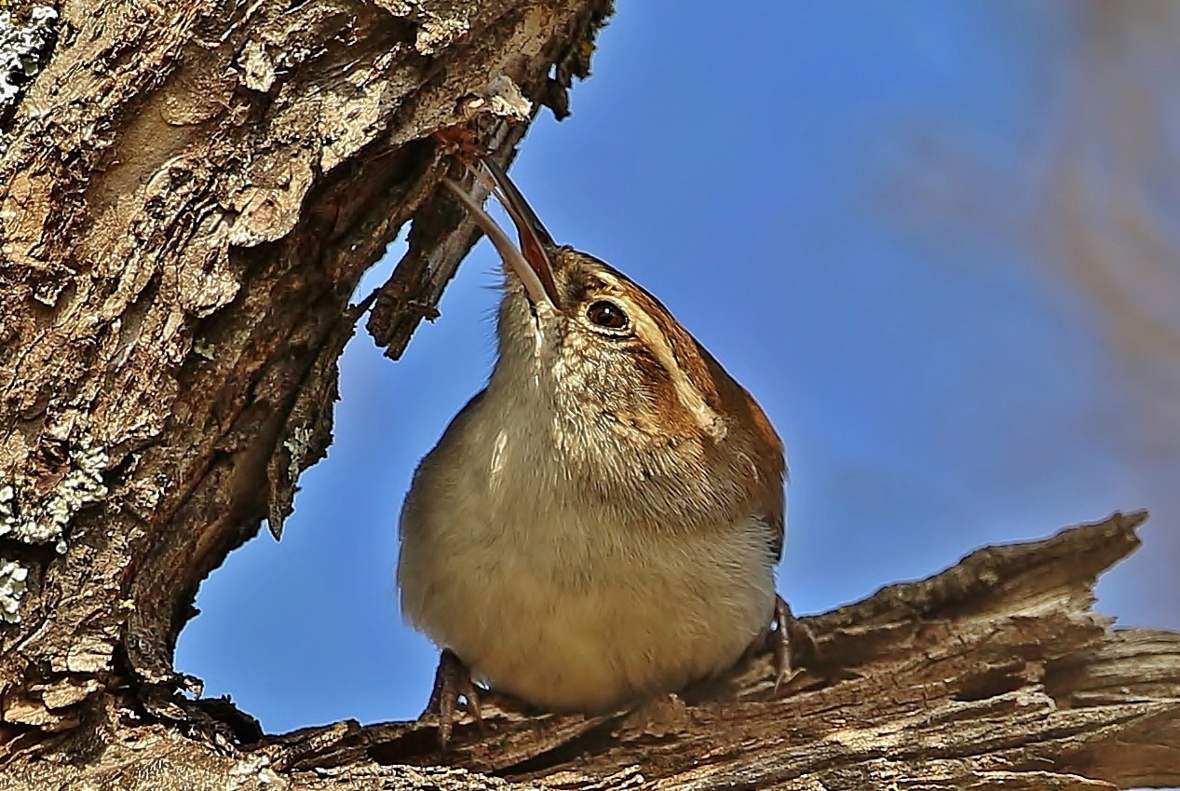 Carolina Wren
