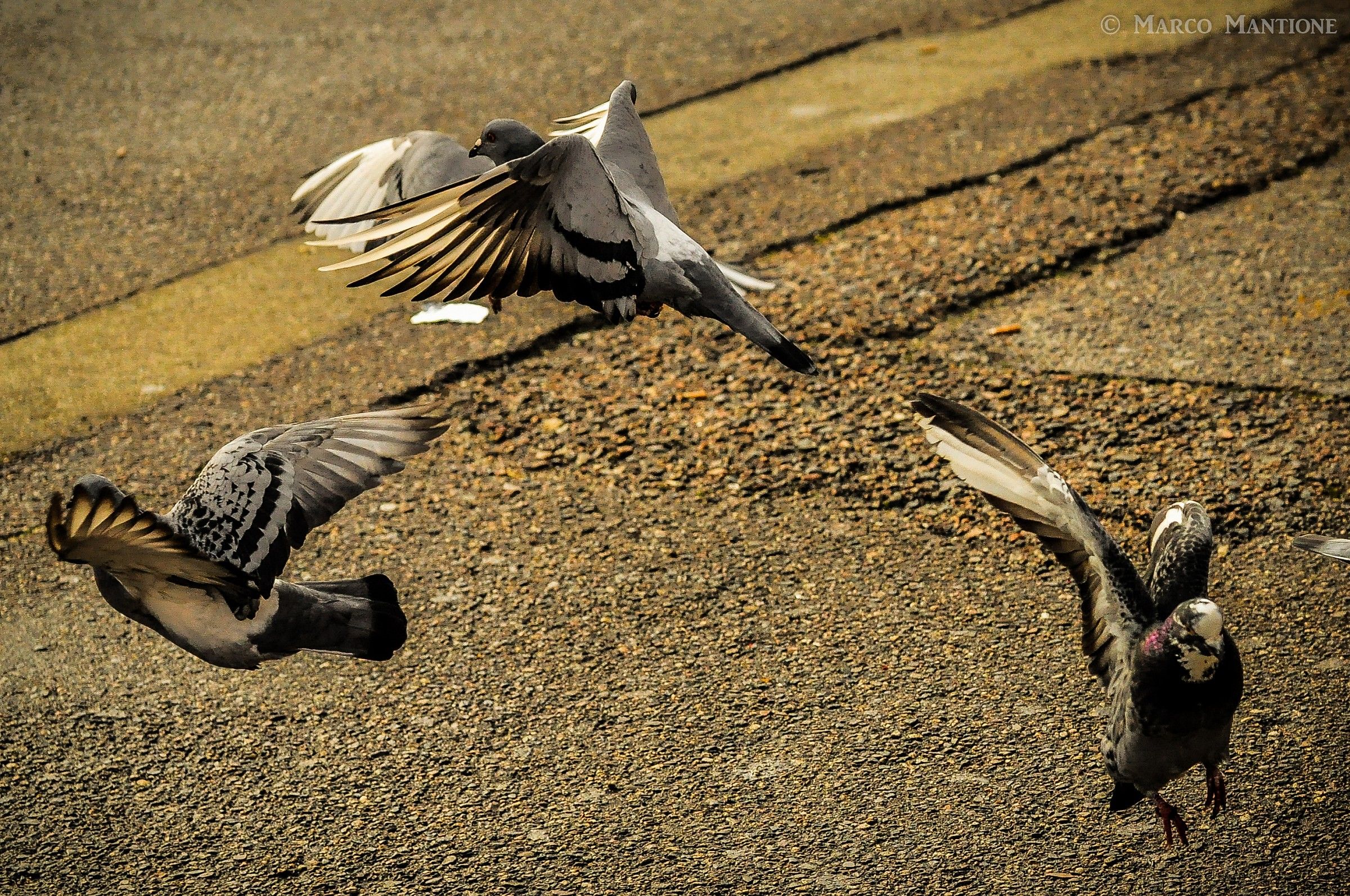 Pigeons and triangles