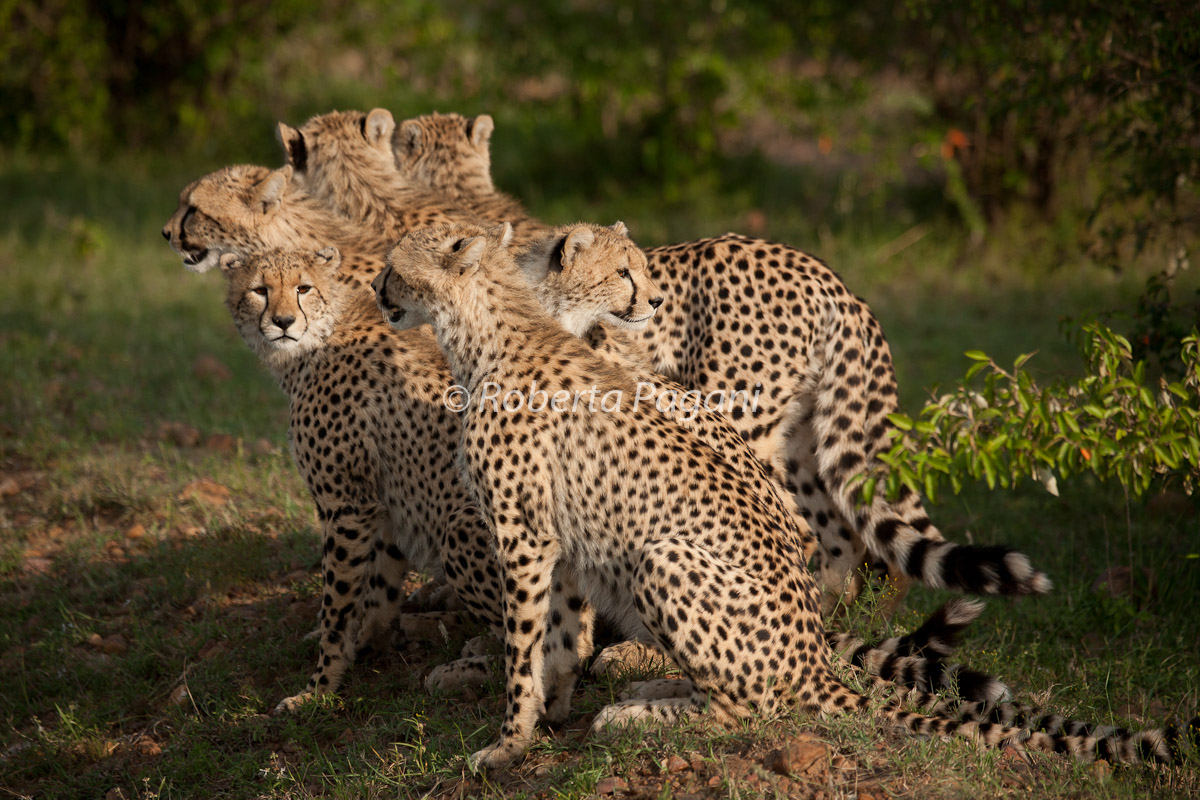Ventaglio di 6 teste di ghepardo