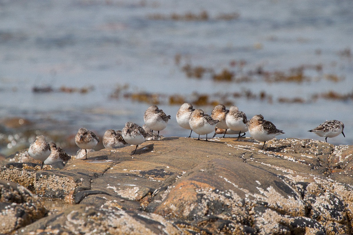Plovers on Iona