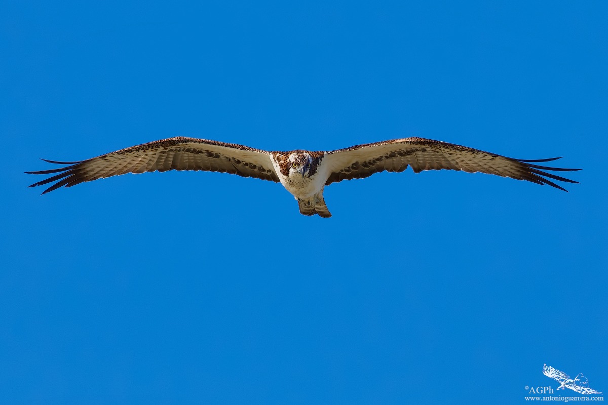A me gli occhi (Falco pescatore)
