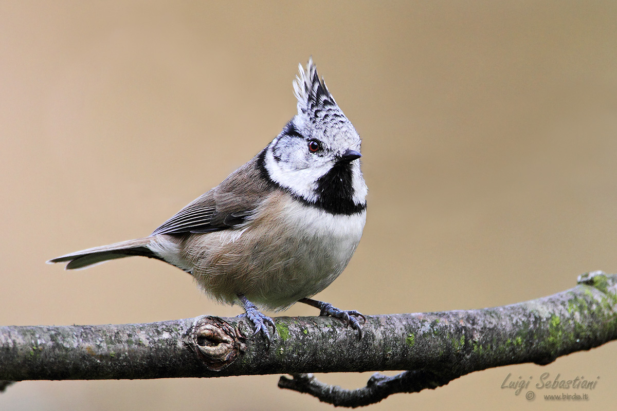 Crested Tit ... in tone