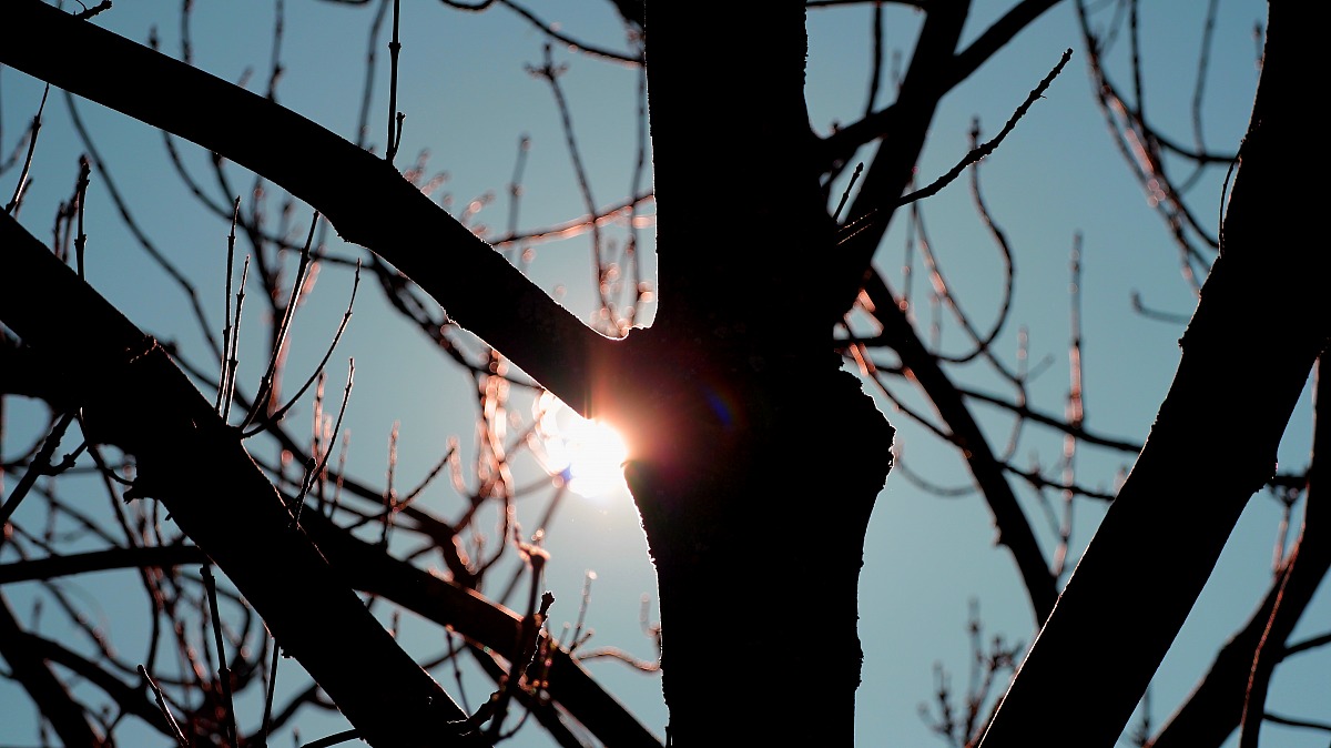 L'albero in tramonto