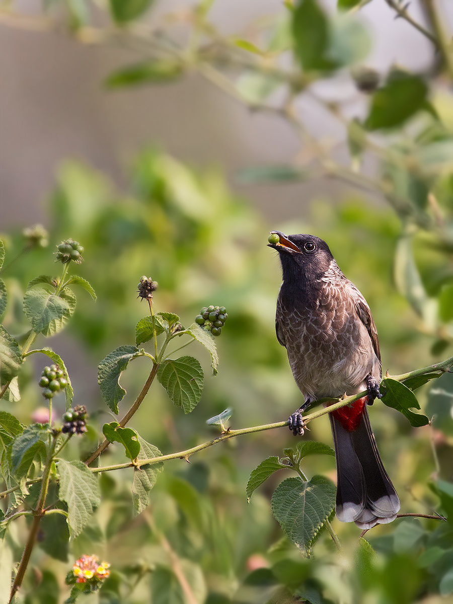 Bulbul con bacca di lantana