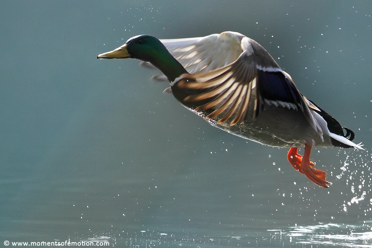 The Flight of the Germano ... 2