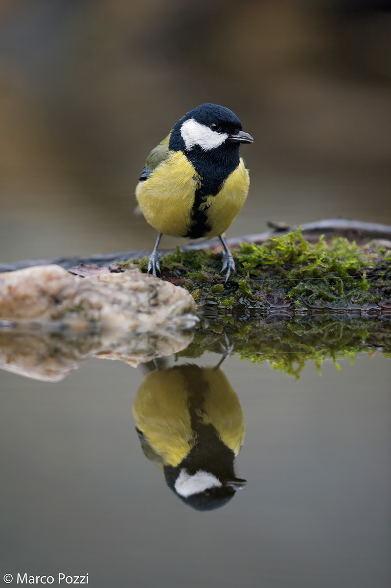 Great tit at the pond