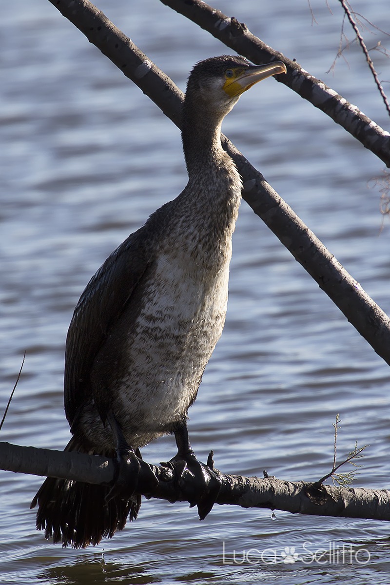 Cormorant