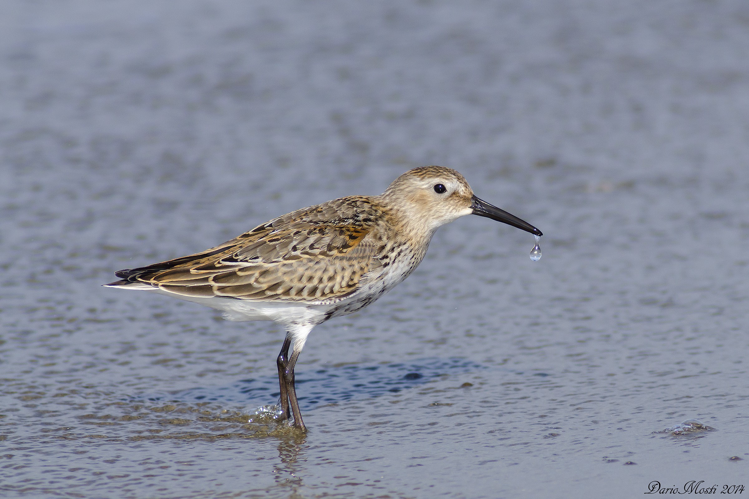 Sandpiper