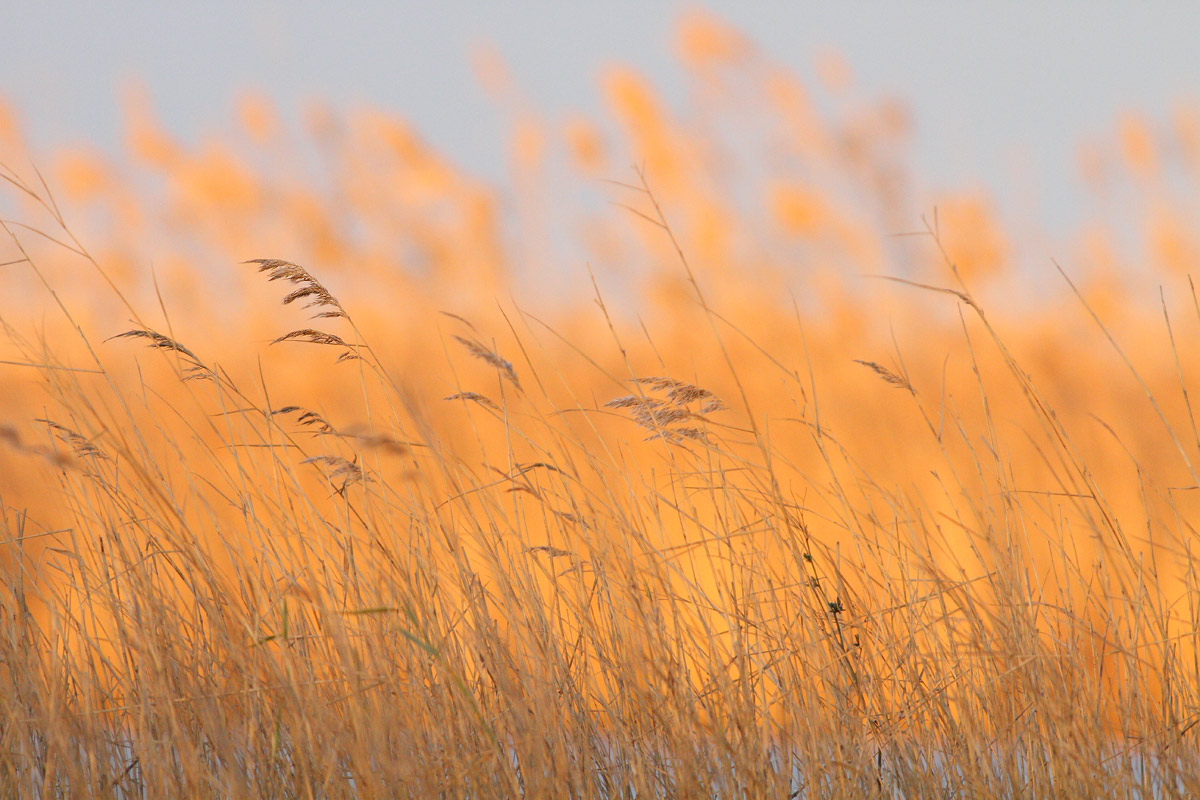 Sunrise in the swamp