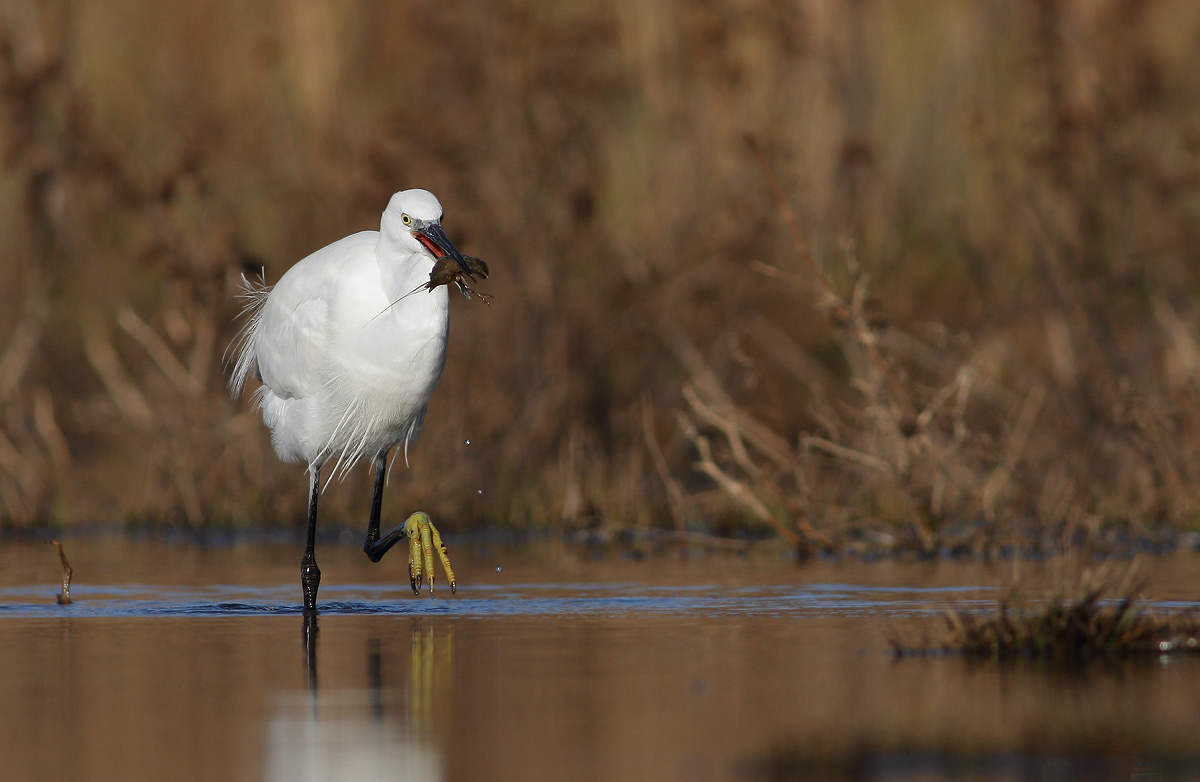 Egret with crayfish