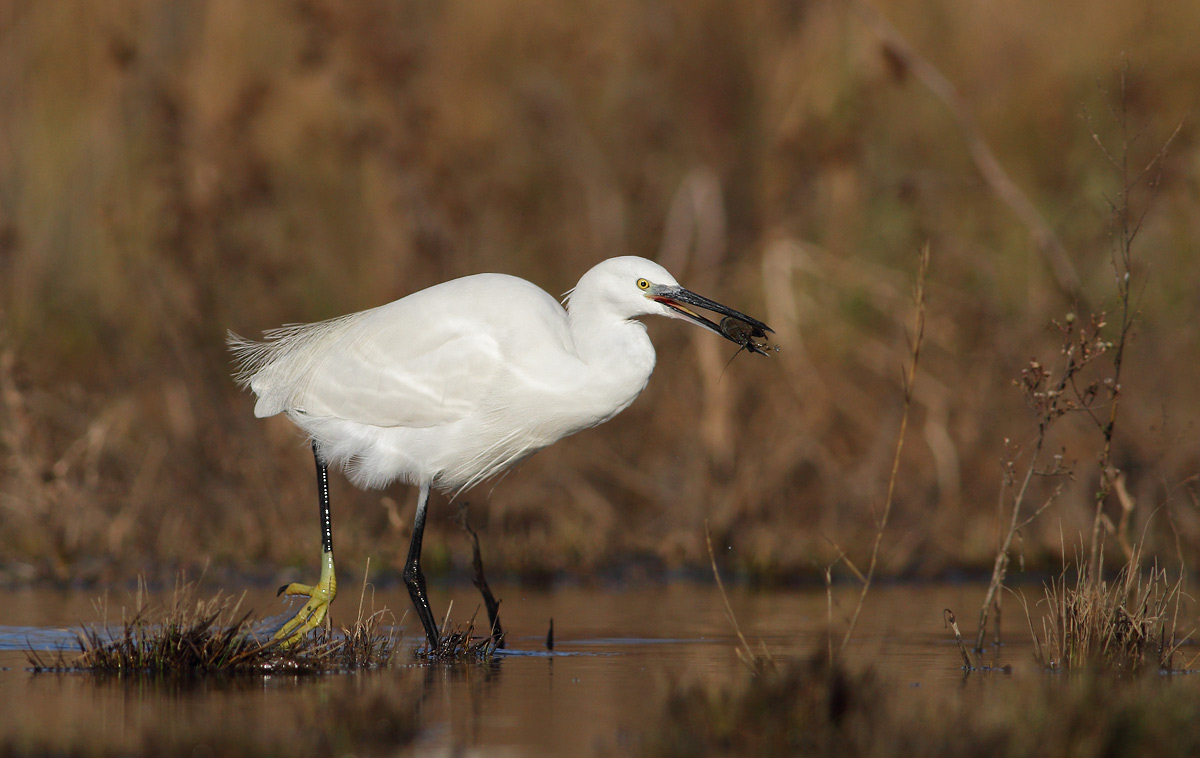 Egret with crayfish