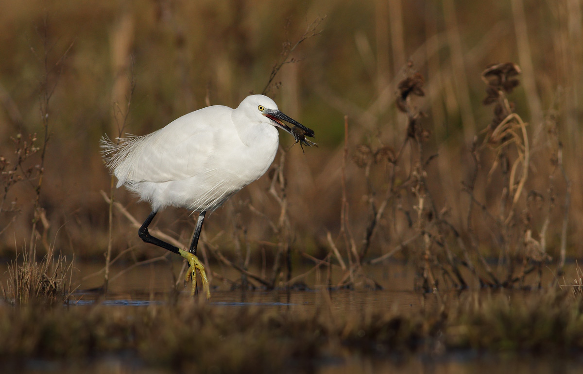Egret with crayfish