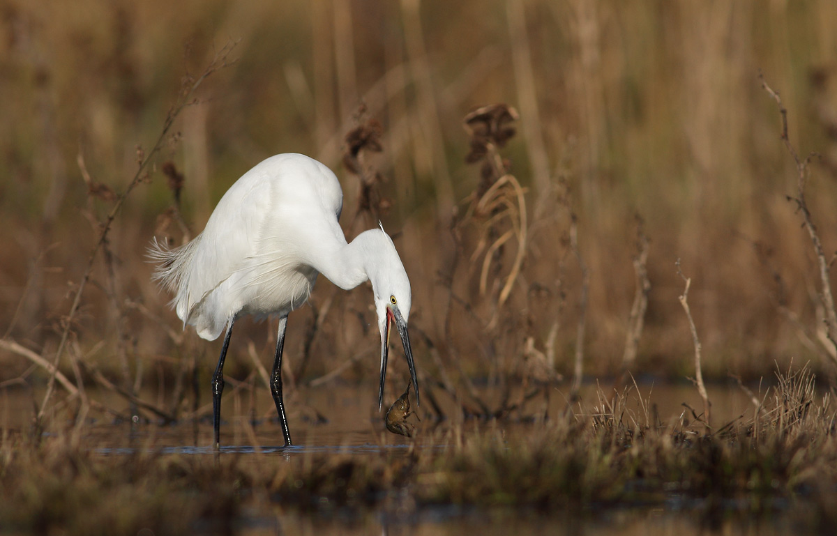 Egret with crayfish