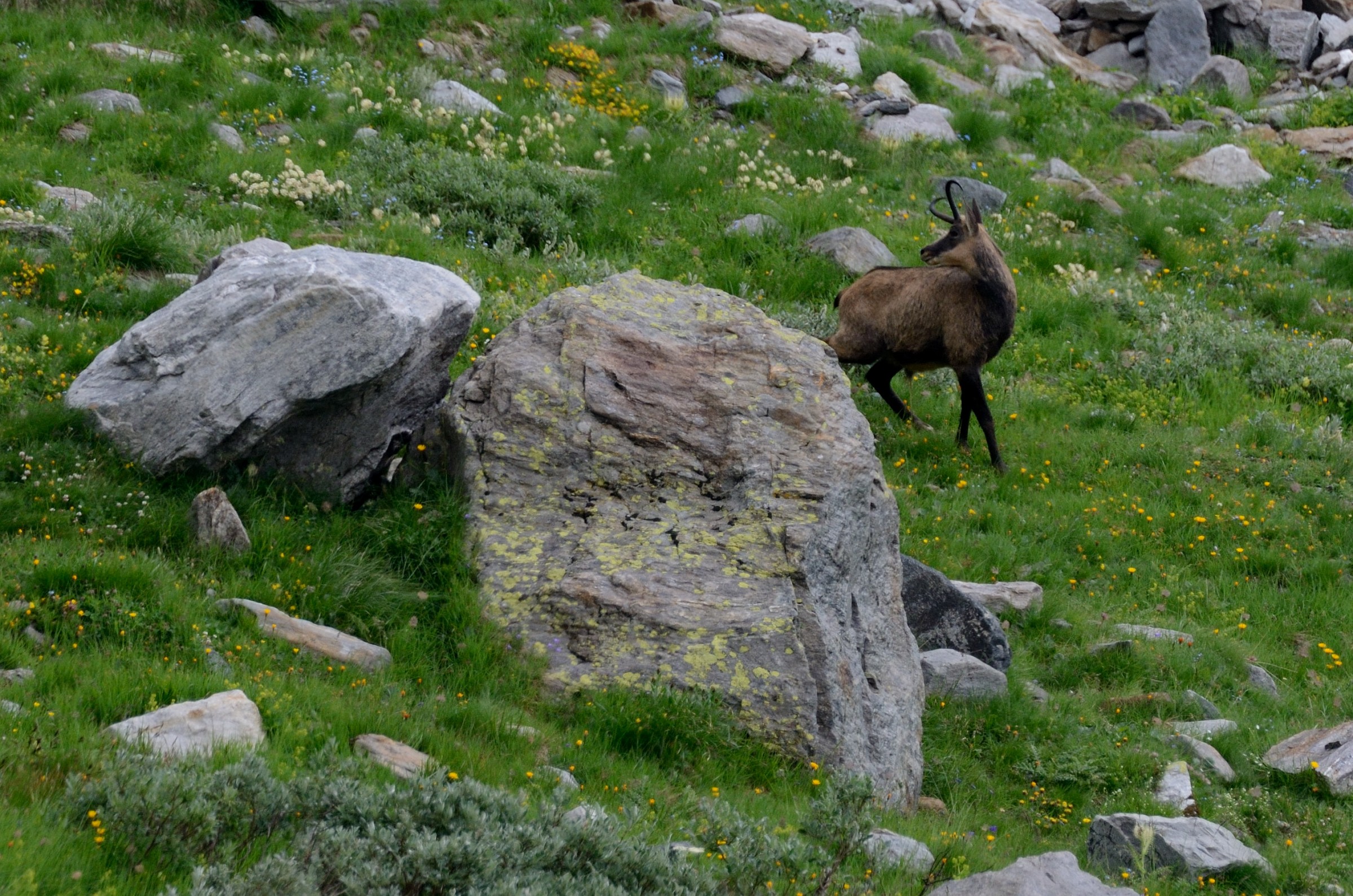 Camoscio alla conca Mottiscia