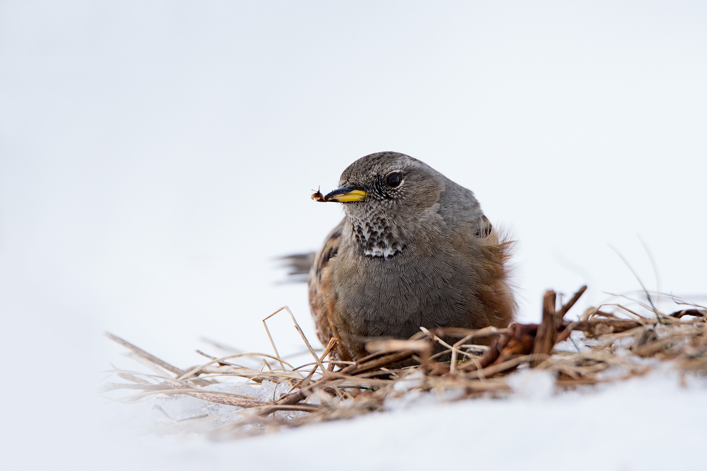Sordone / Alpine Accentor (Prunella collaris)