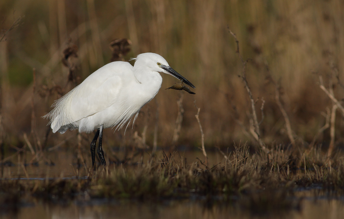 Egret with crayfish