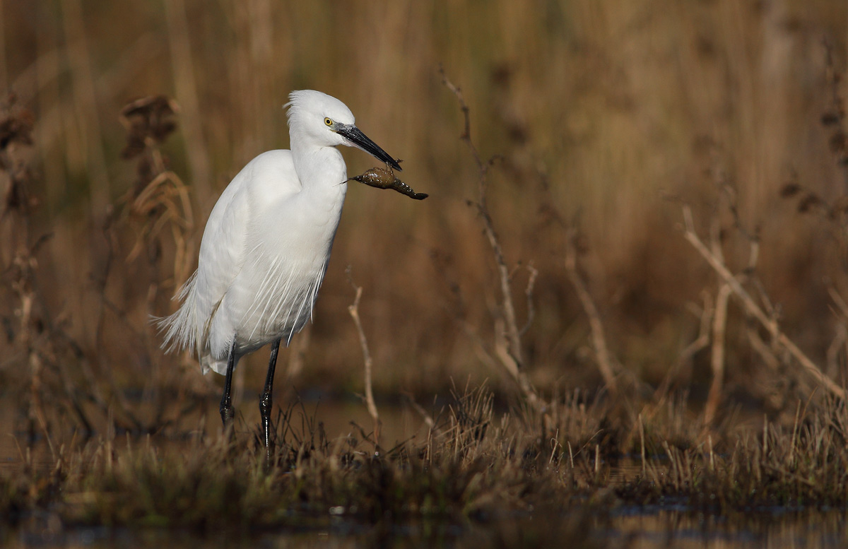 Egret with crayfish