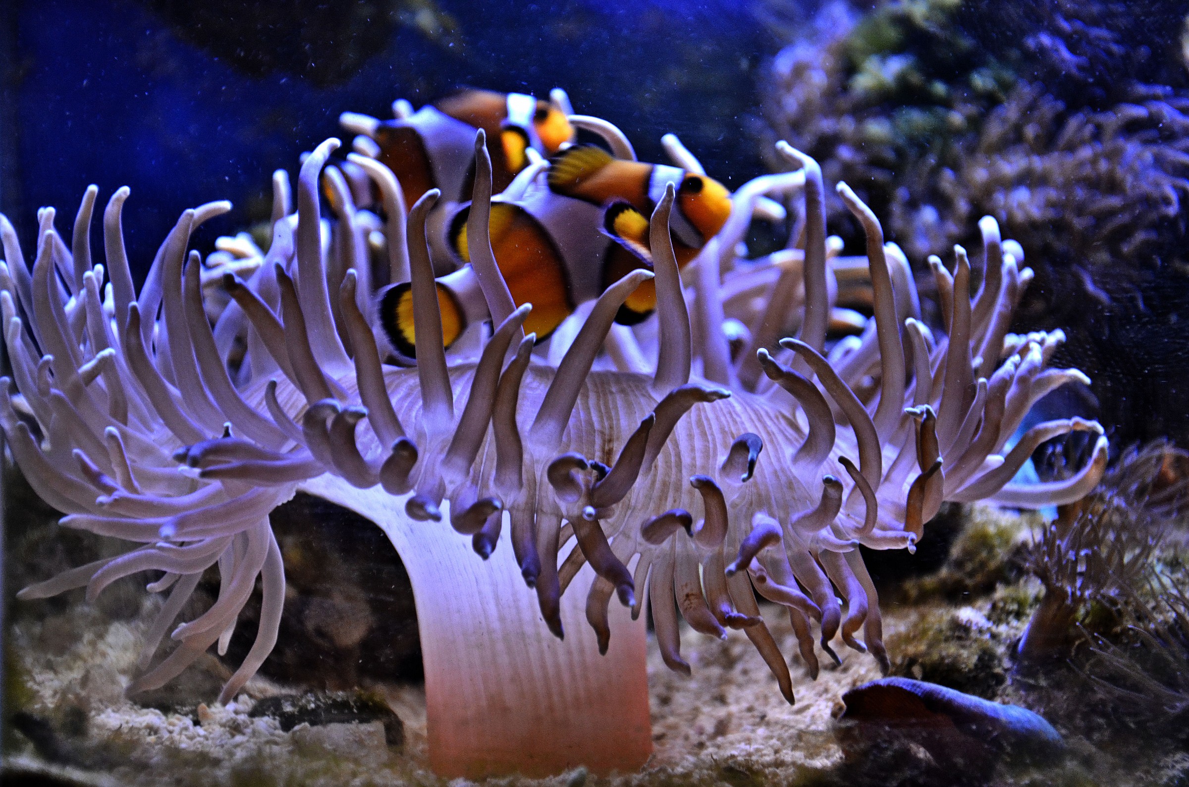 Anemone and Clown Fish
