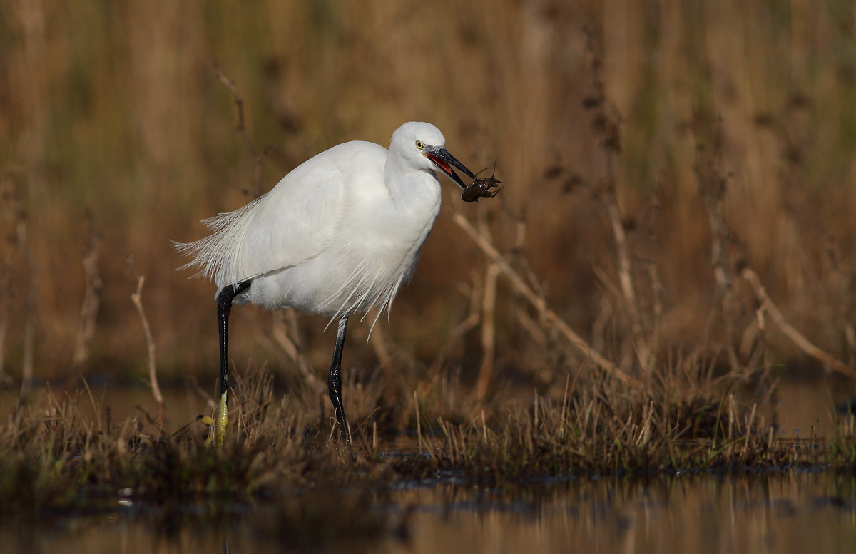 Egret with crayfish