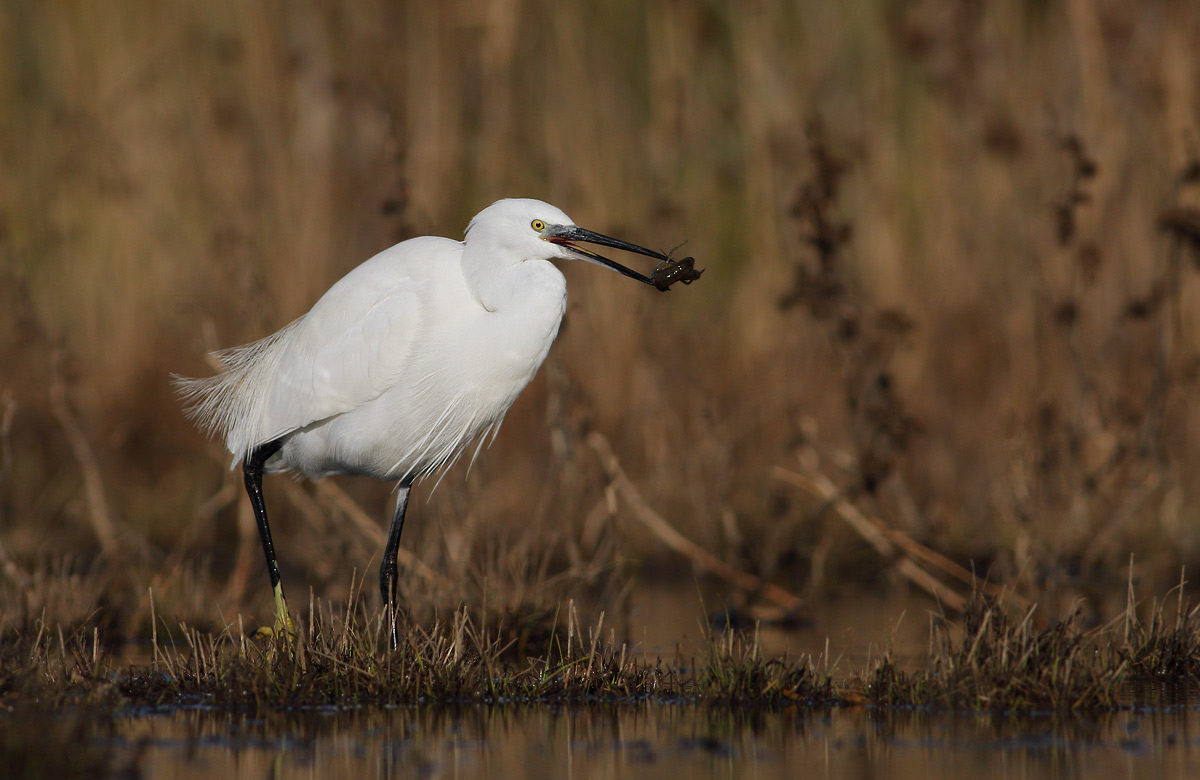 Egret with crayfish