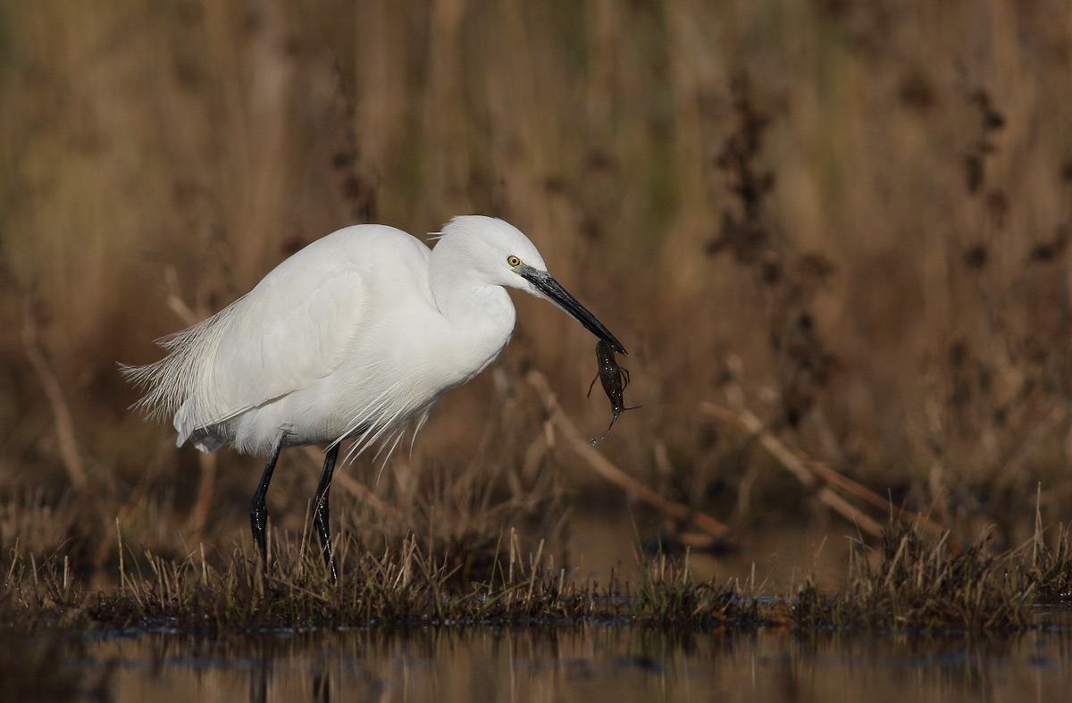 Egret with crayfish