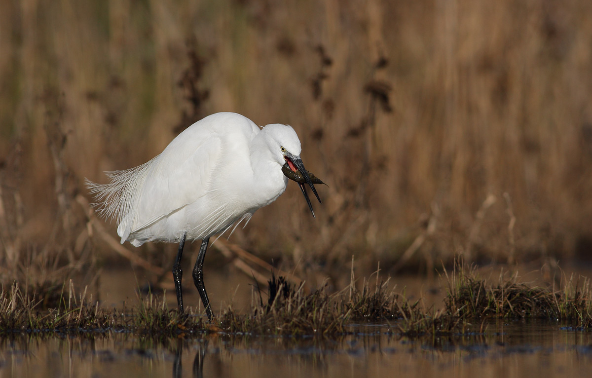 Egret with crayfish