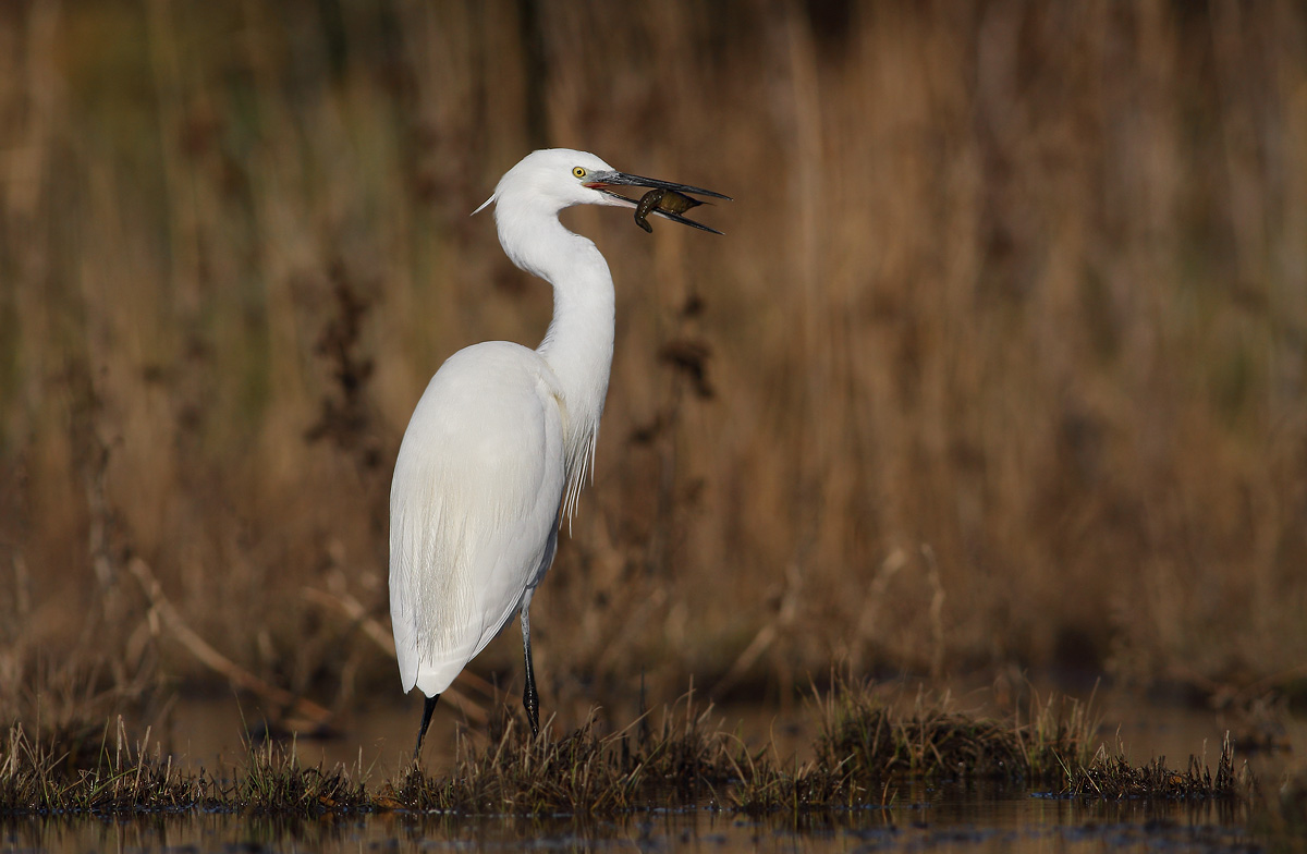 Egret with crayfish