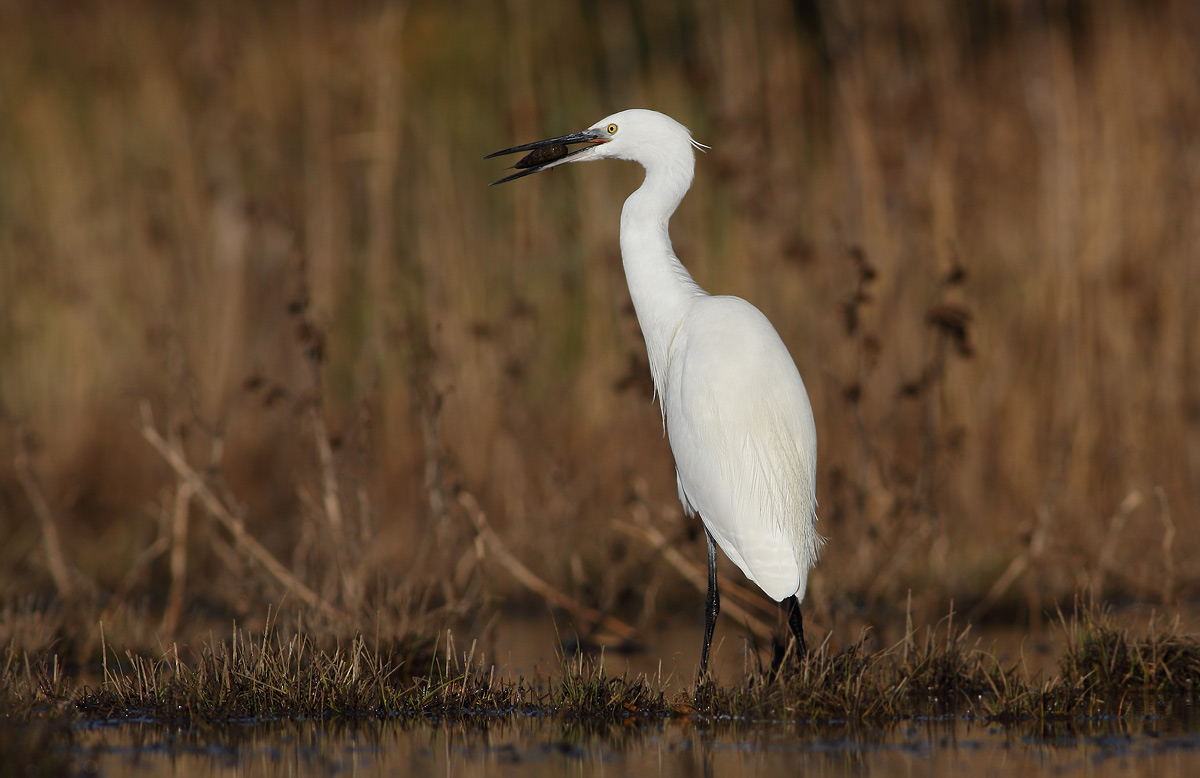 Egret with crayfish