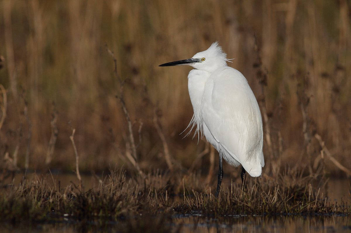 Egret with crayfish