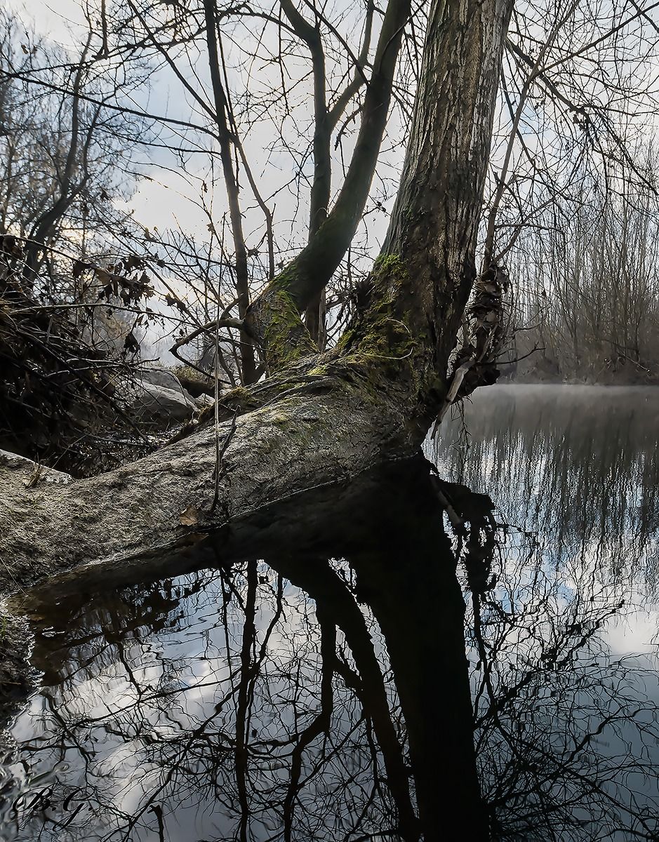L'albero galleggiante...