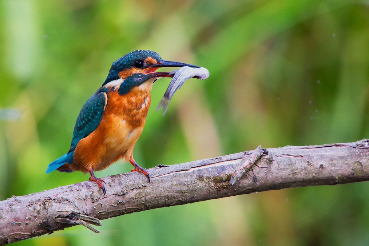 Kingfisher (Alcedo atthis)