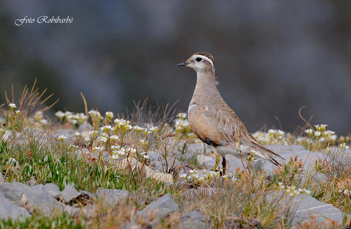 Piviere tra i fiori.....