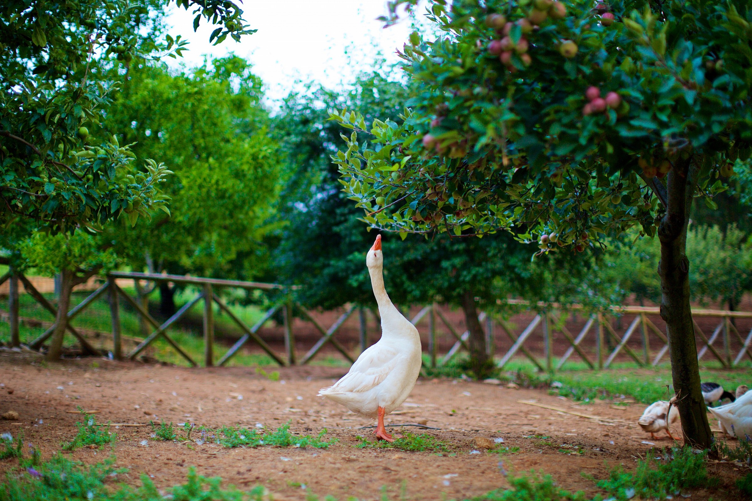Se avessi un collo più lungo...