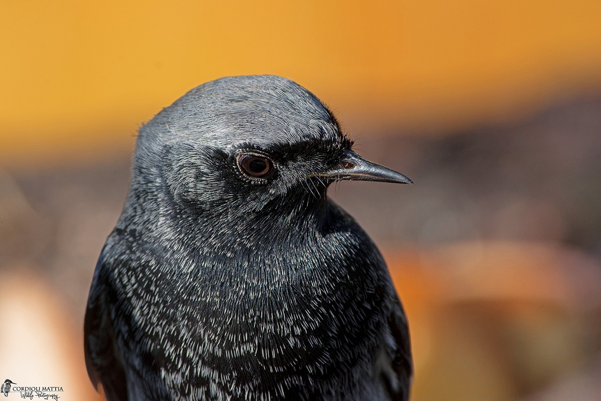 codirosso spazzacamino maschio incavolato....