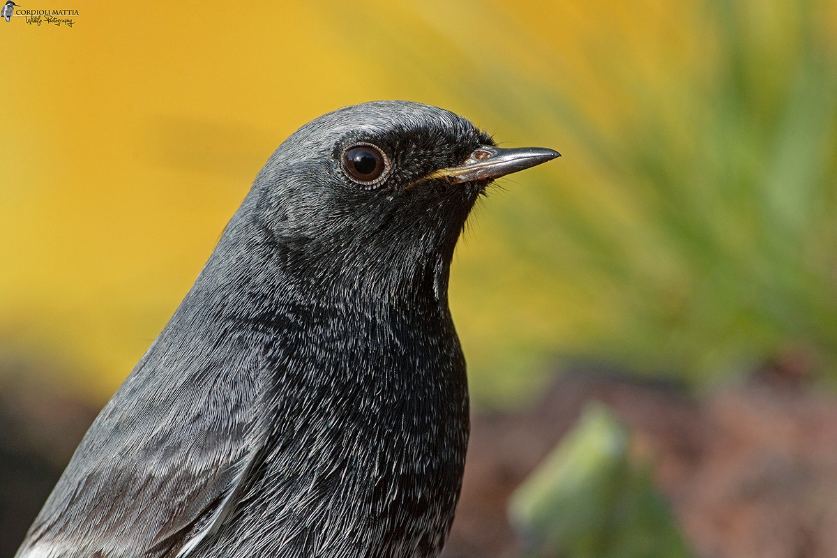codirosso spazzacamino portrait