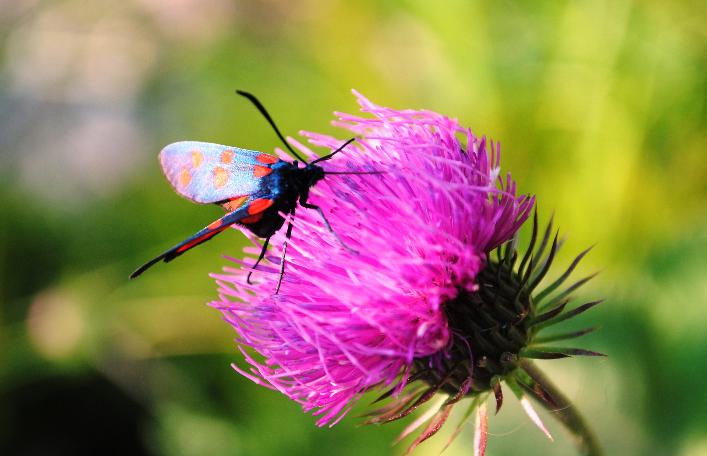 colori intensi che si attraggono