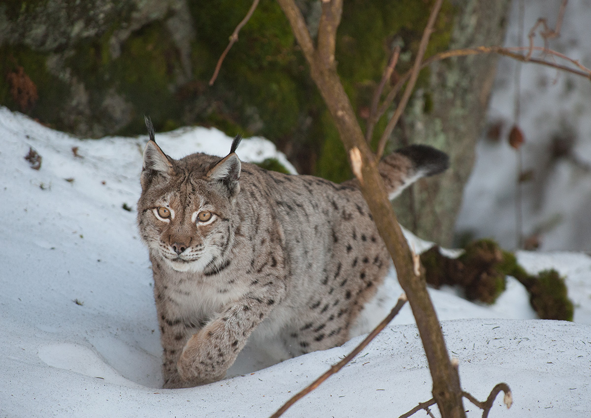 arrival of the shadows