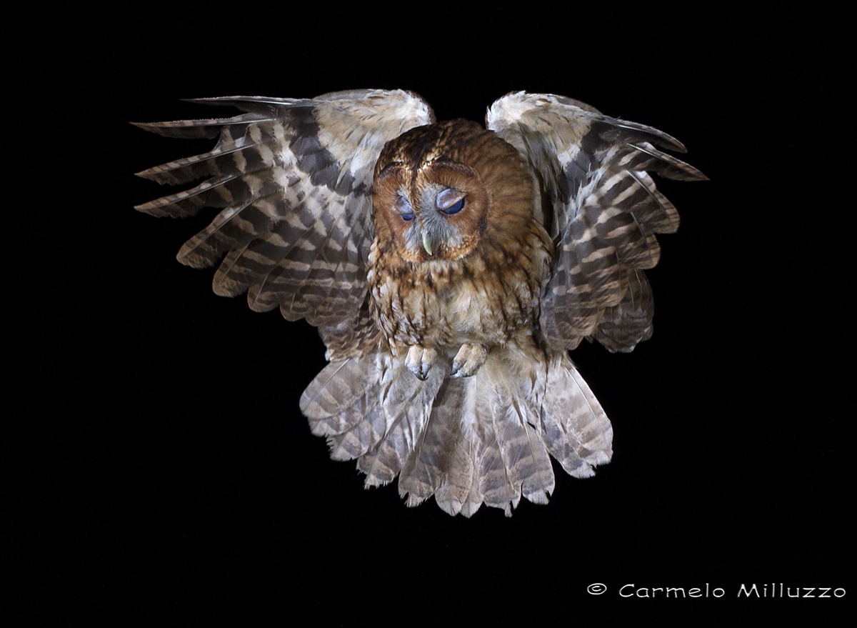 Il volo dell'allocco _Strix aluco_