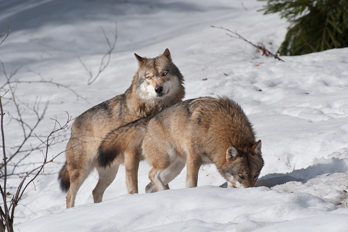 Wolves of the Bayerischer Wald_8041