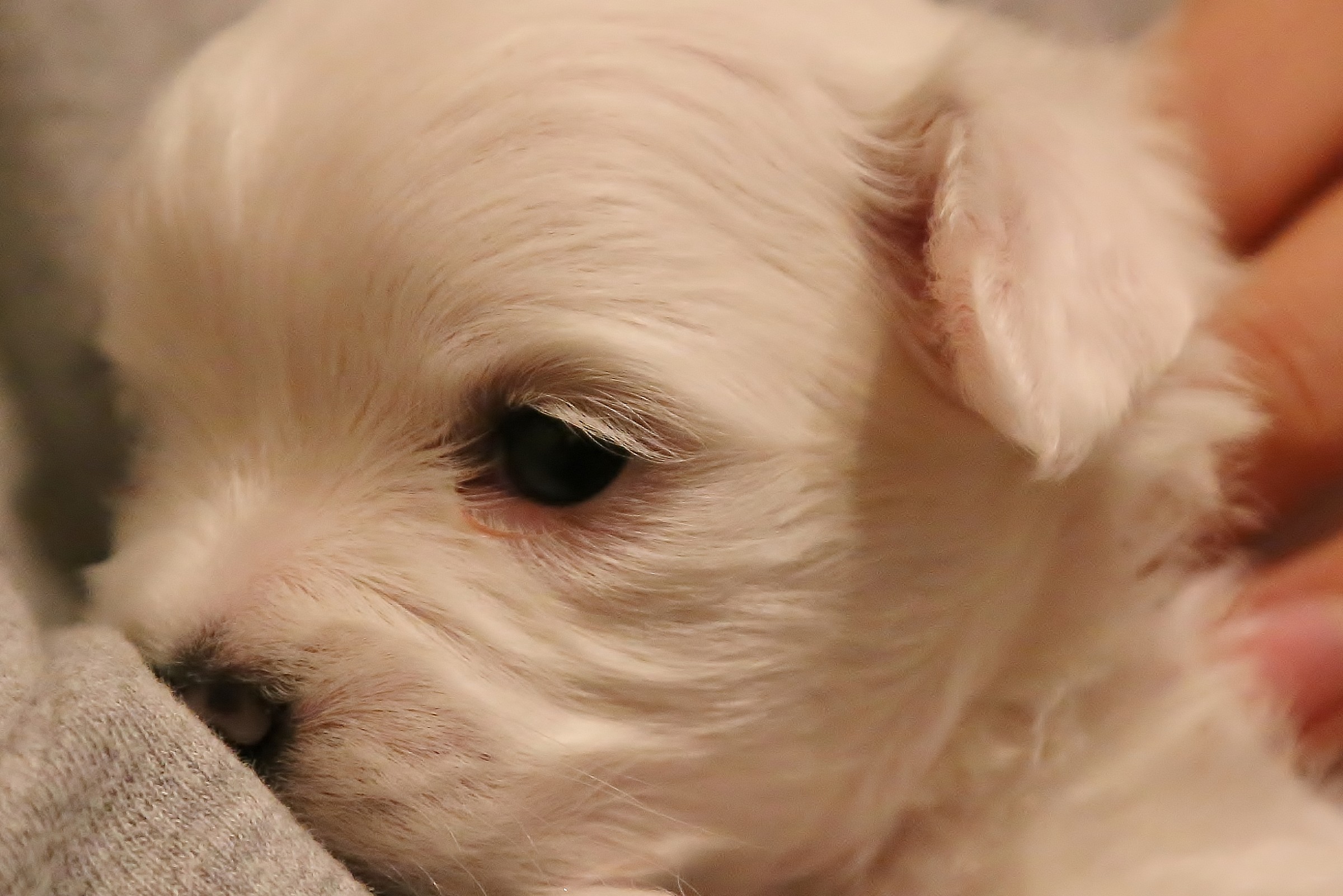 Maltese puppy