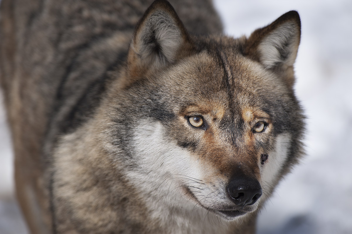 Wolves of the Bayerischer Wald_7940