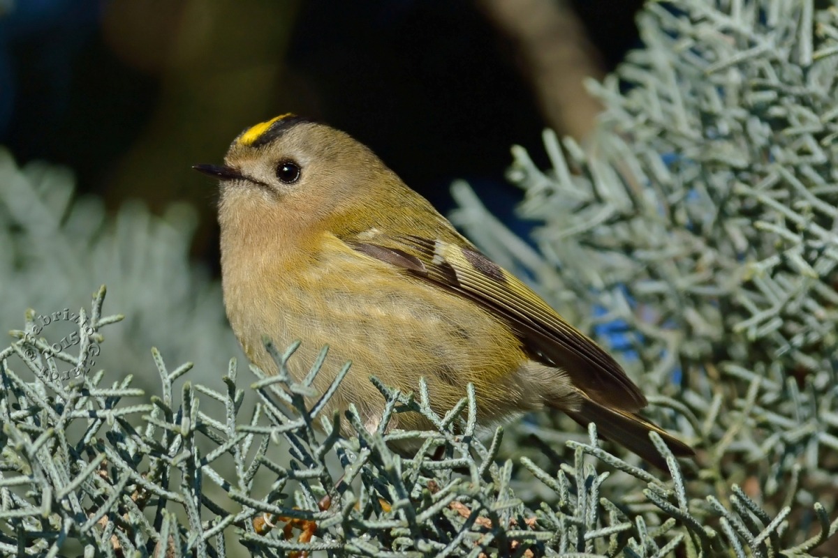 Regolo (Regulus regulus)