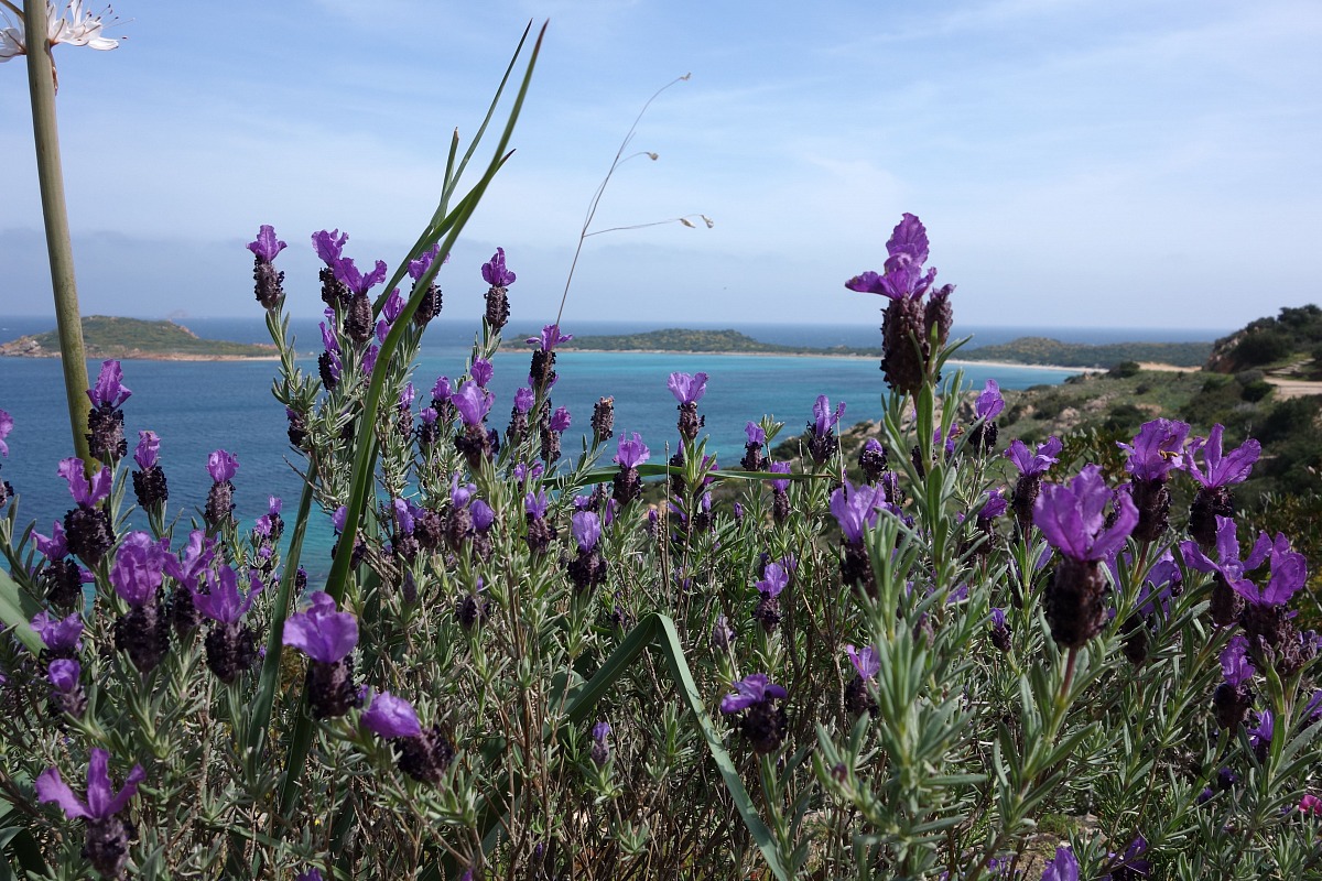 Tail Horse, Wild lavender