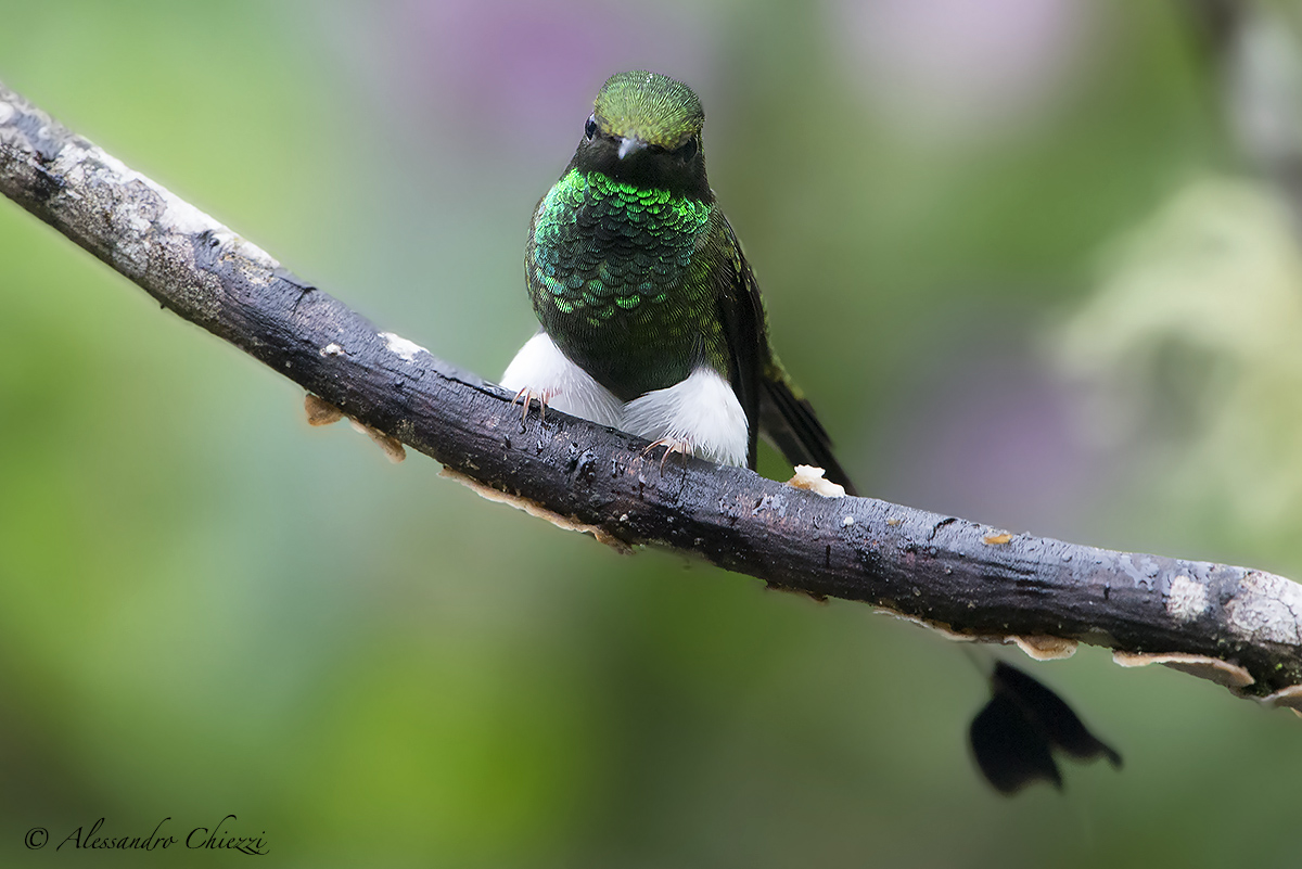 Colibri coda a racchetta di underwood