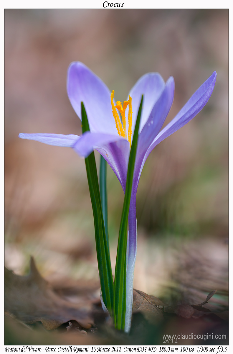 Crocus