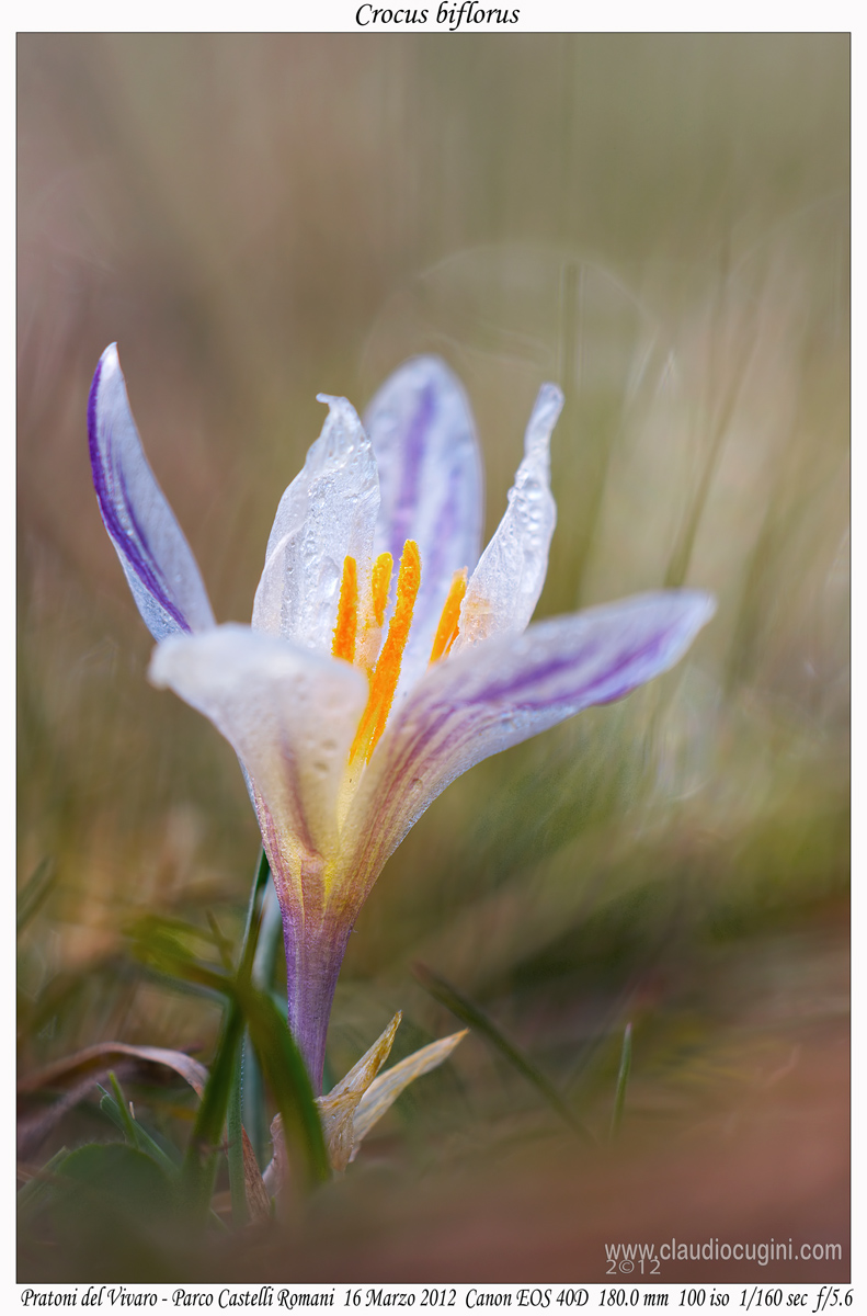 Crocus
