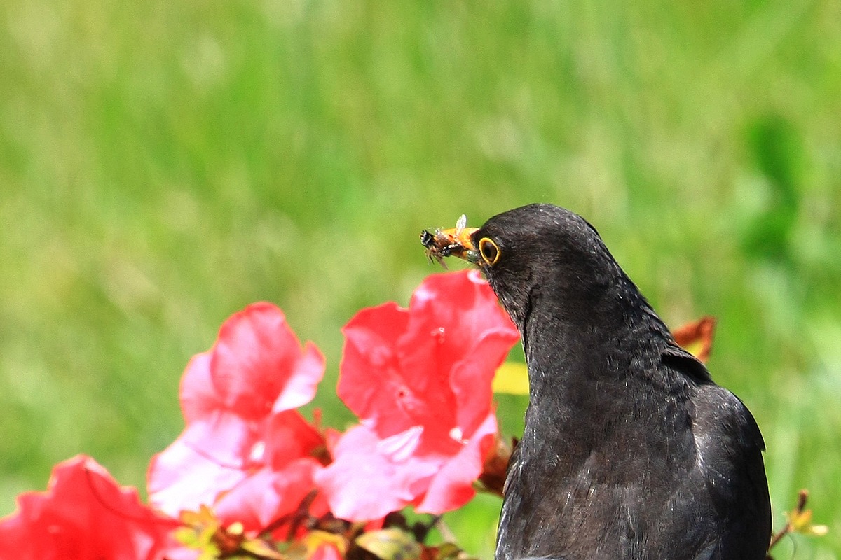 Noo ..! The bee nooo ....