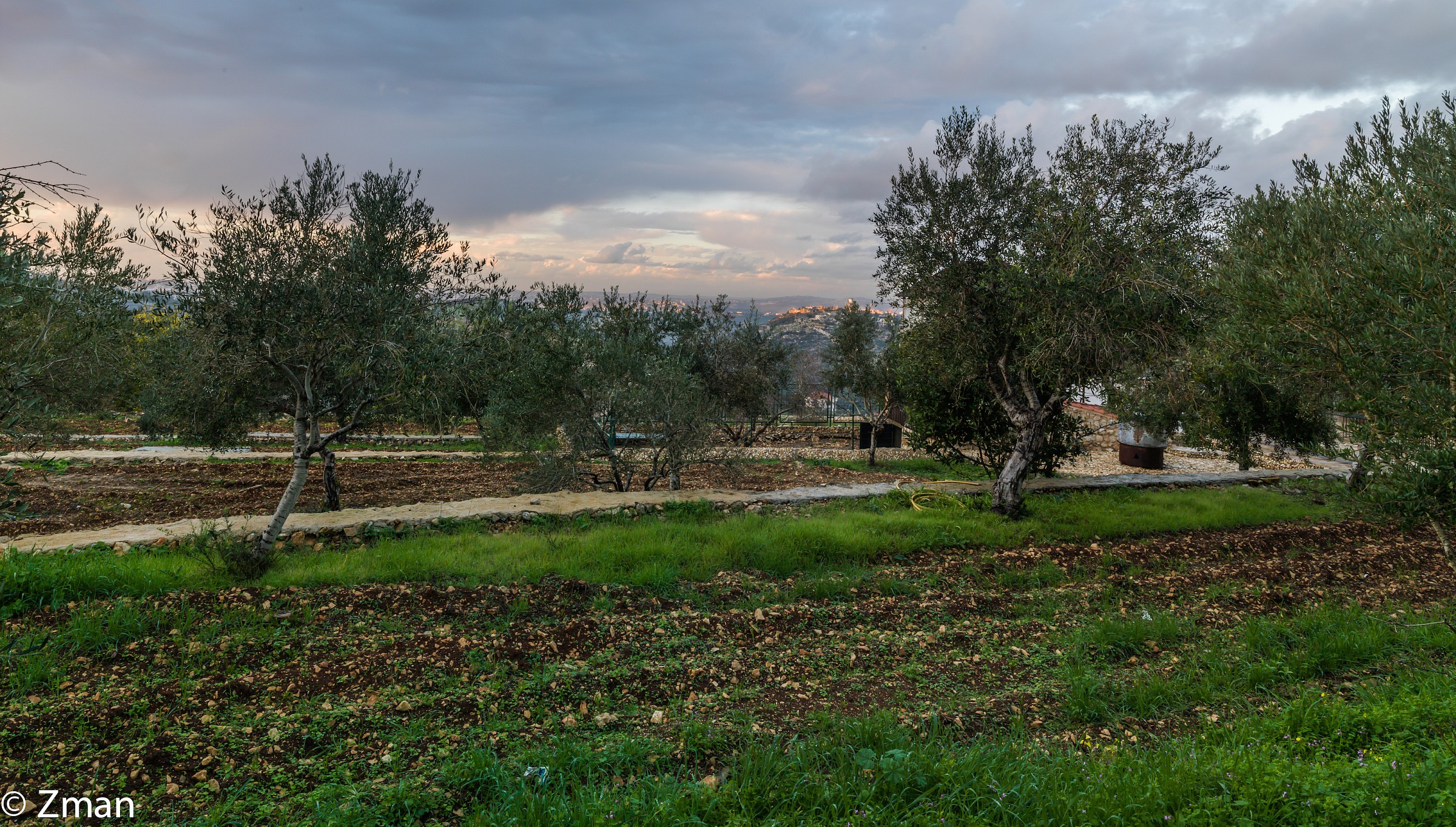 I nostri campi Olive