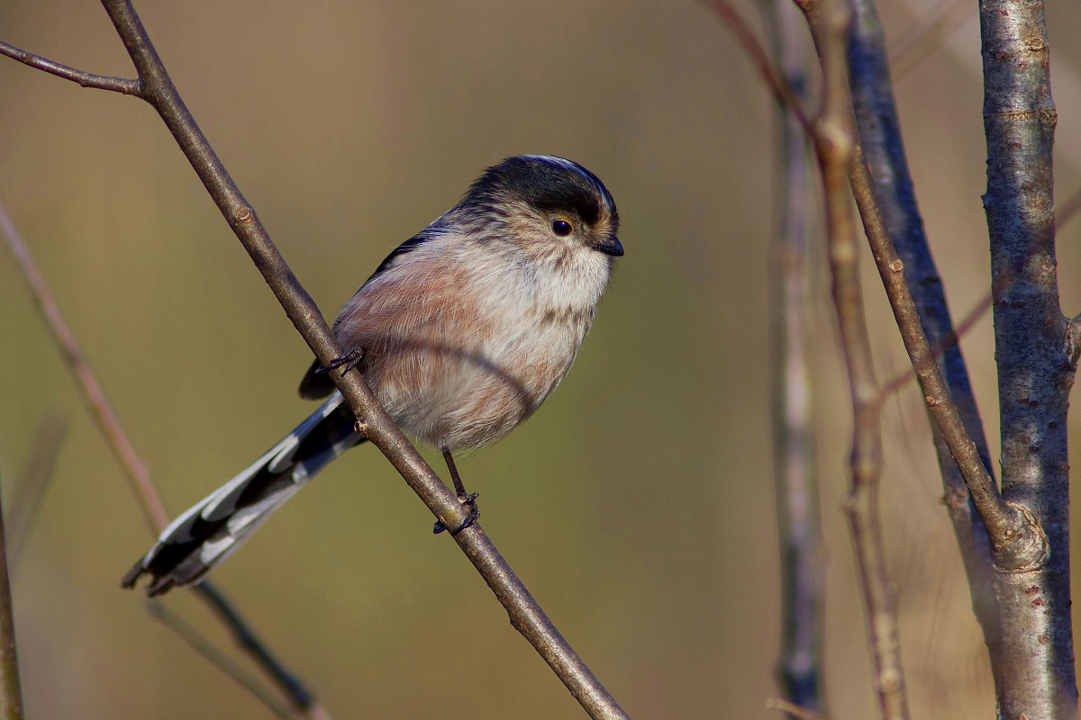 Long-tailed Tit (try tele vintage)